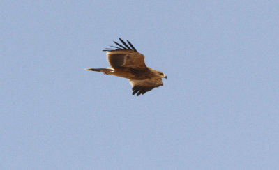 Kejsarrn  Aquila heliaca Eastern Impireal Eagle