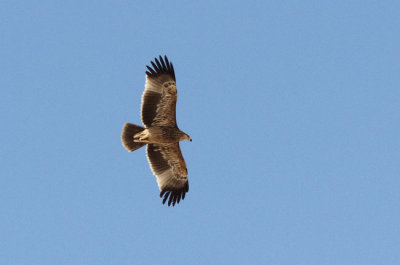 Kejsarrn  Aquila heliaca Eastern Impireal Eagle
