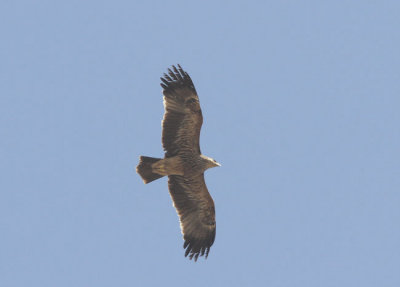 Kejsarrn  Aquila heliaca Eastern Impireal Eagle