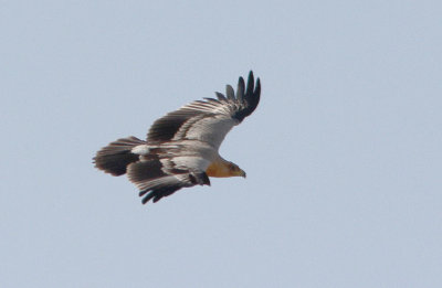 Strre Skrikrn Aquila clanga Greater Spotted Eagle fulvescens