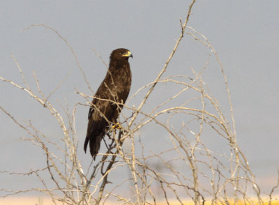 Strre Skrikrn Aquila clanga Greater Spotted Eagle