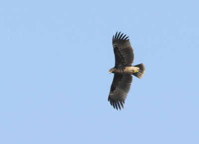 Strre Skrikrn Aquila clanga Greater Spotted Eagle