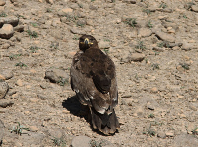 Stpprn Aquila nipalensis Steppe Eagle