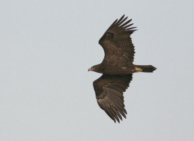 Stpprn Aquila nipalensis Steppe Eagle