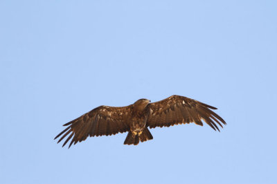 Stpprn Aquila nipalensis Steppe Eagle