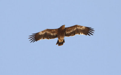 Stpprn Aquila nipalensis Steppe Eagle