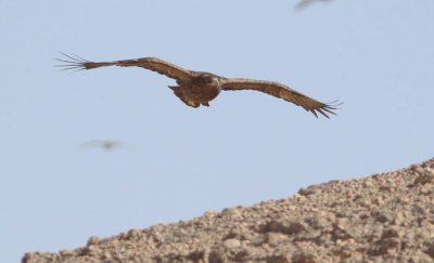 Stpprn Aquila nipalensis Steppe Eagle