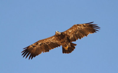 Stpprn Aquila nipalensis Steppe Eagle