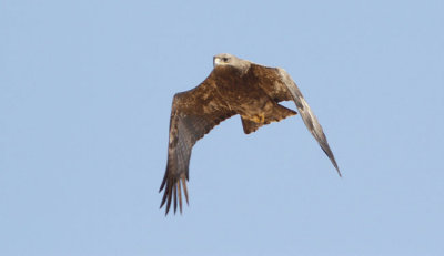Stpprn Aquila nipalensis Steppe Eagle