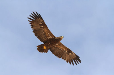 Stpprn Aquila nipalensis Steppe Eagle