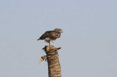 Ormrn Circaetus gallicus Short toed Eagle