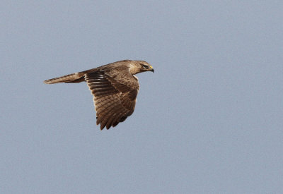 Hkrn Hieraaetus fasciatus Bonellis Eagle