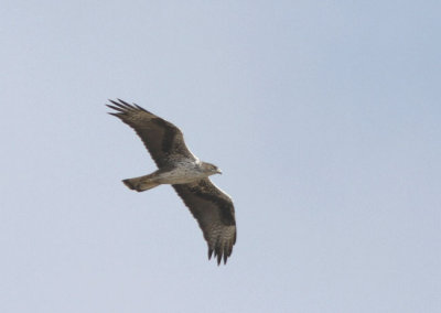 Hkrn Hieraaetus fasciatus Bonellis Eagle