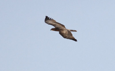 Tofsbivrk  Pernis ptilorhycus    Crested Honey Buzzard            