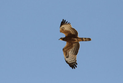 Tofsbivrk  Pernis ptilorhycus    Crested Honey Buzzard            