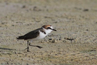 Svartbent Strandpipare Charadrius alexandrinus Kentish Plover