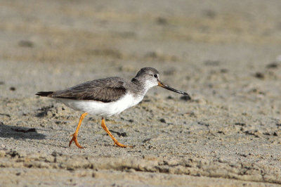 Tereksnppa  Xenus cinereus Terek Sandpiper