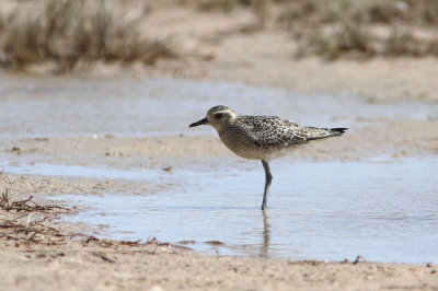 SibiriskTundrapipare Pluvialis fulva Pacific Golden Plover