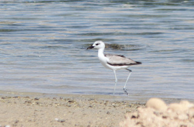 Crab Plover Dromas ardeola