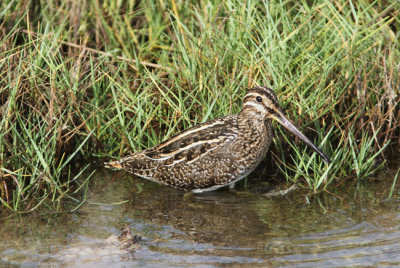 Enkelbeckasin Gallinago gallinago Common Snipe