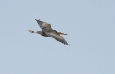 Purpurhger  Ardea purpurea Purple Heron