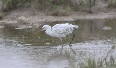 Revhger Egretta gularis  Western Reef heron