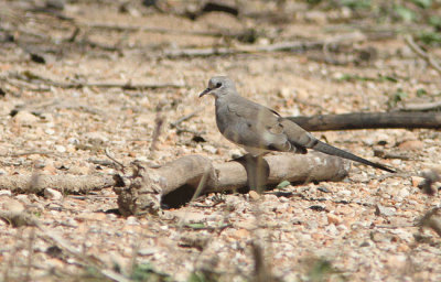 Afrikansk Lngstjrtsduva Oena capensis Namaqua dove