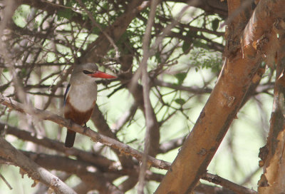 Grhuvad kungsfiskare Halcyonleucocephala Gray headed Kingfisher 