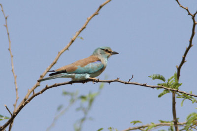 Blkrka Coracias garrulus  European Roller
