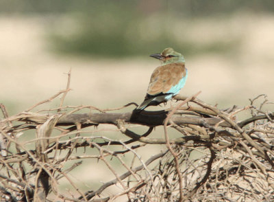 Blkrka Coracias garrulus  European Roller