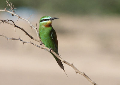 Grn Bitare Merops supercilliosus Blue cheeeked Bee eater