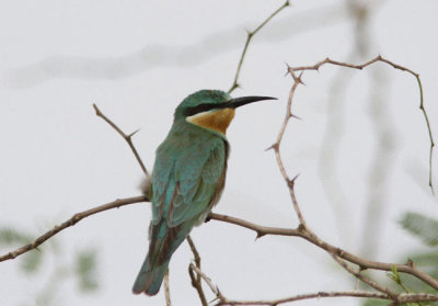 Grn Bitare Merops supercilliosus Blue cheeeked Bee eater
