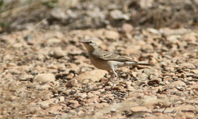 Fltpiplrka Anthus campestris Tawny Pipit