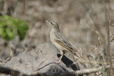 Lngnbbad Piplrka Anthus similis Long billed Pipit