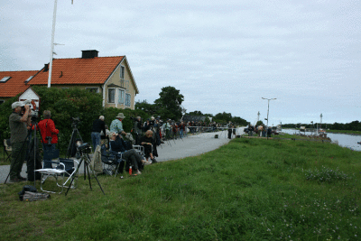 Falsterbo Canal