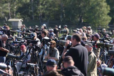 Raptor migration Falsterbo