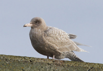 Vittrut Glaucus Gull