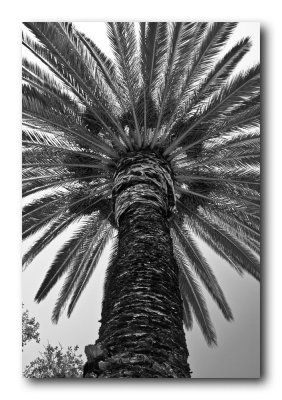 Palm Tree