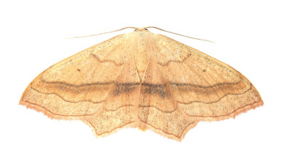 1690 Small Blood-vein