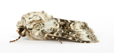 2164 Broad-barred White