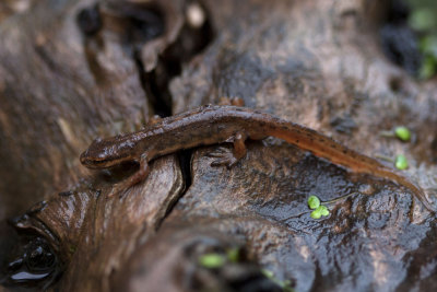 watersalamander88.jpg