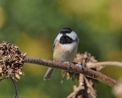 Carolina Chickadee