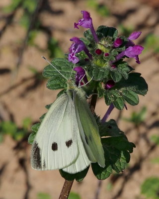 Cabbage White, female on Henbit