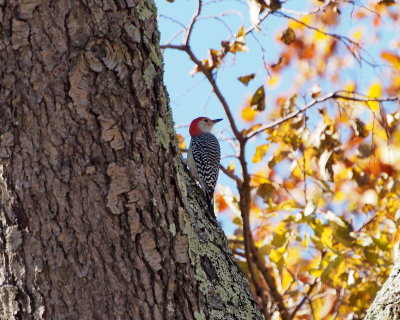 Red-bellied Woodpecker