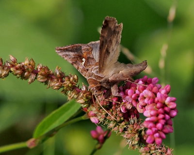 8908 Common Looper Moth - Autographa precationis