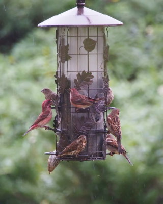 House Sparrows, House and Purple Finches