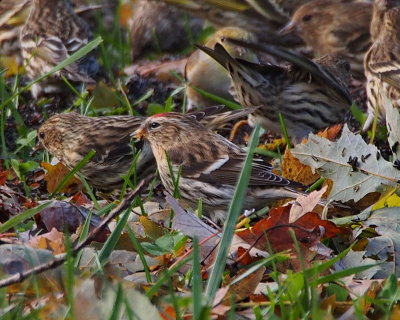 Common Redpoll with Pine Siskins & Gold Finches