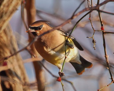 Cedar Waxwing