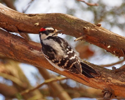 Downy Woodpecker, male