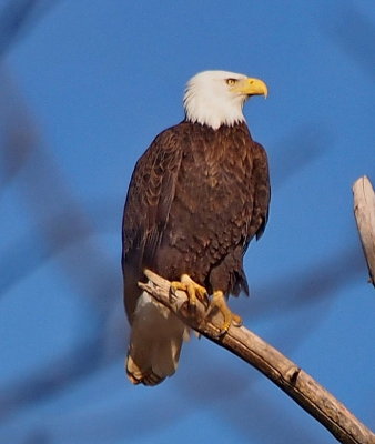 Bald Eagle